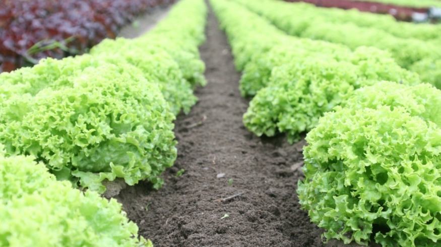 AGROSUS представил комплексную базу данных по сорнякам