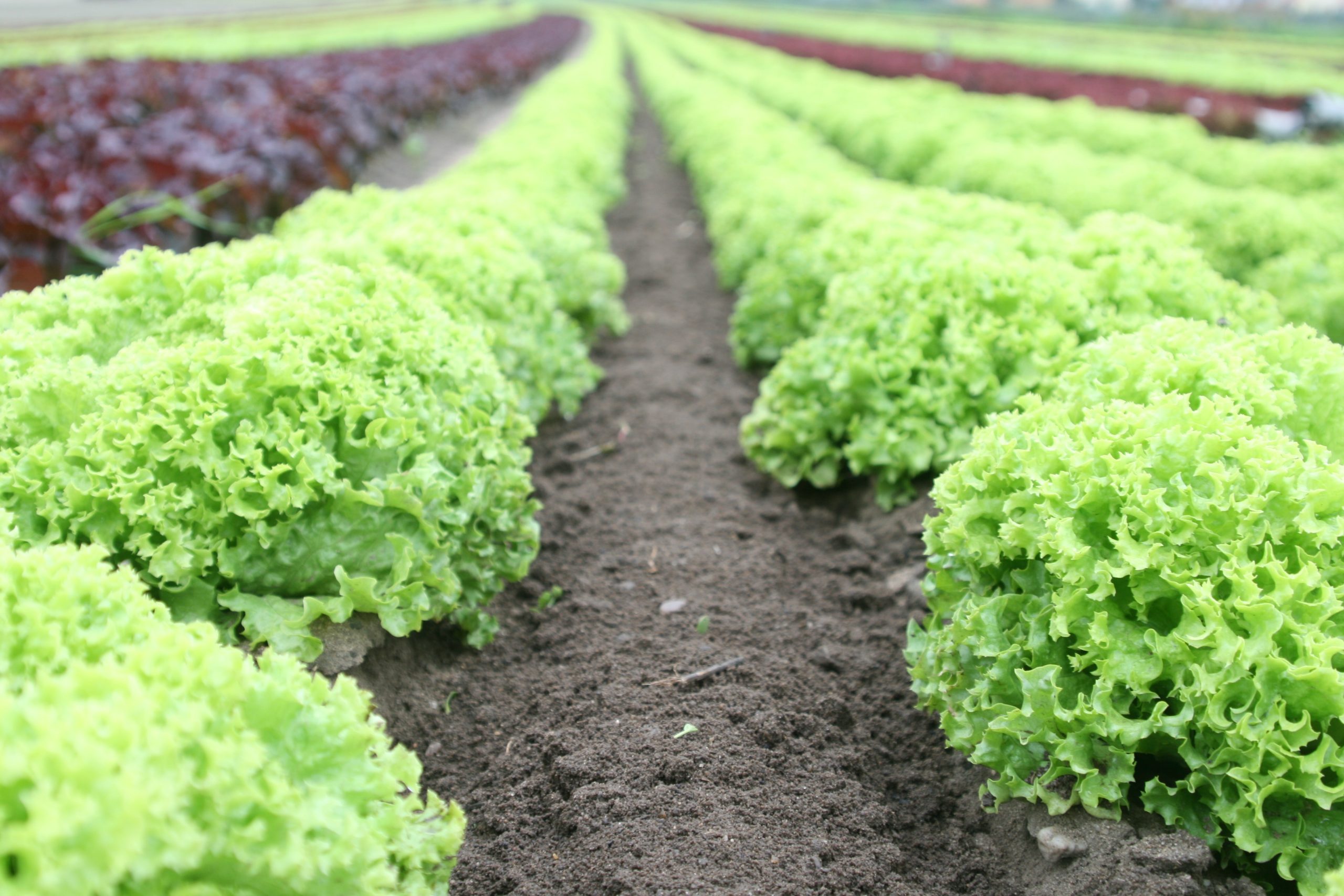 AGROSUS представил комплексную базу данных по сорнякам