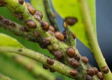 Щитовка на цветах: как навсегда избавиться от вредителя