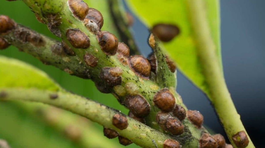 Щитовка на цветах: как навсегда избавиться от вредителя