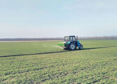 Подкормка озимой пшеницы: чем, когда и как удобрять