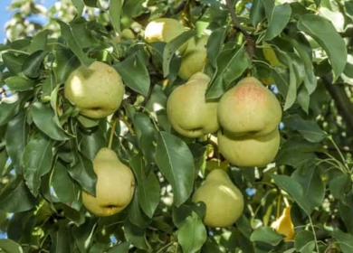 Лучшие сорта груш для средней полосы