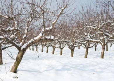 Зимняя обрезка плодовых деревьев: сроки, особенности и правила