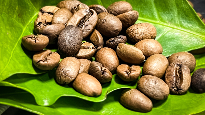 Производители кофе обратили внимание на Excelsa — перспективный выносливый сорт