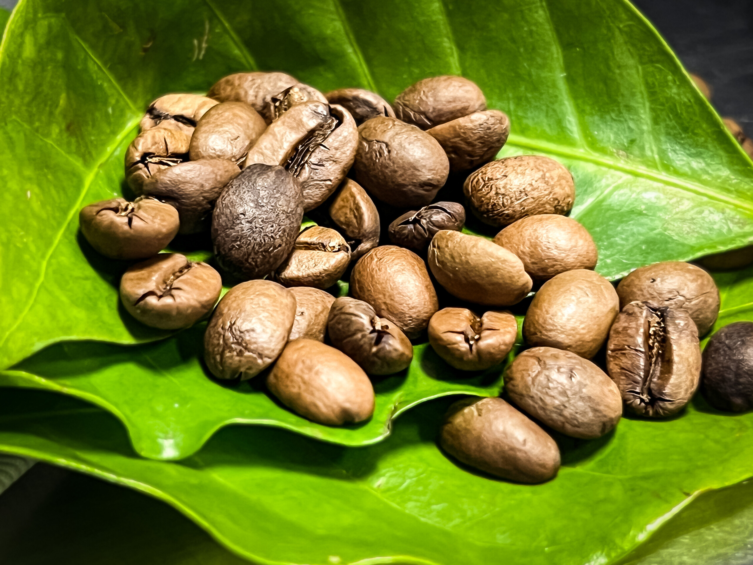 Производители кофе обратили внимание на Excelsa — перспективный выносливый сорт