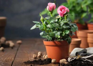 Как ухаживать за комнатной розой в домашних условиях