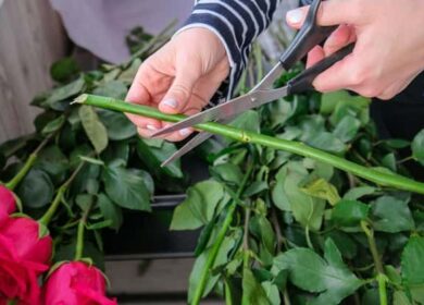 Как укоренить розу из букета в домашних условиях?