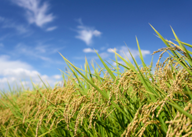 В России продлили временный запрет на экспорт риса-сырца