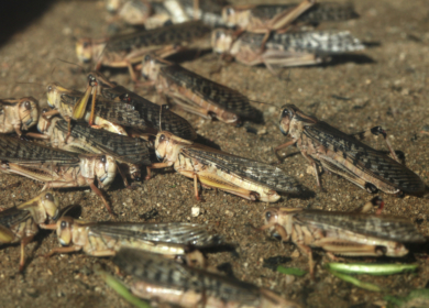 Киргизским аграриям продемонстрировали новый биопрепарат против саранчи