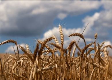 Сибирские ученые разработали биопестицид против грибных инфекций