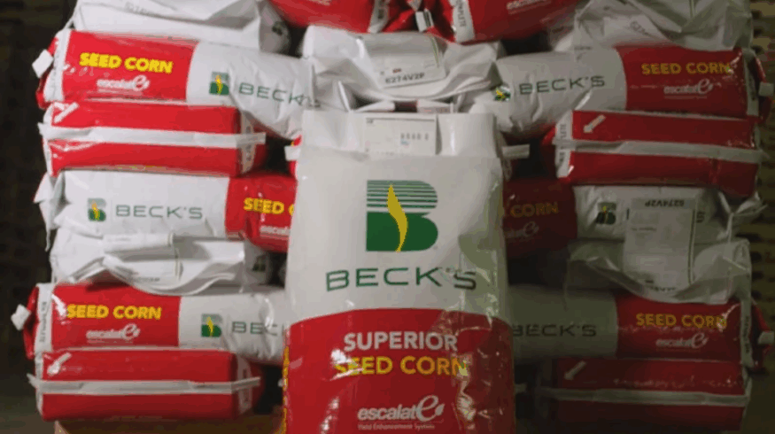 Beck’s купит у Syngenta завод по производству семян кукурузы
