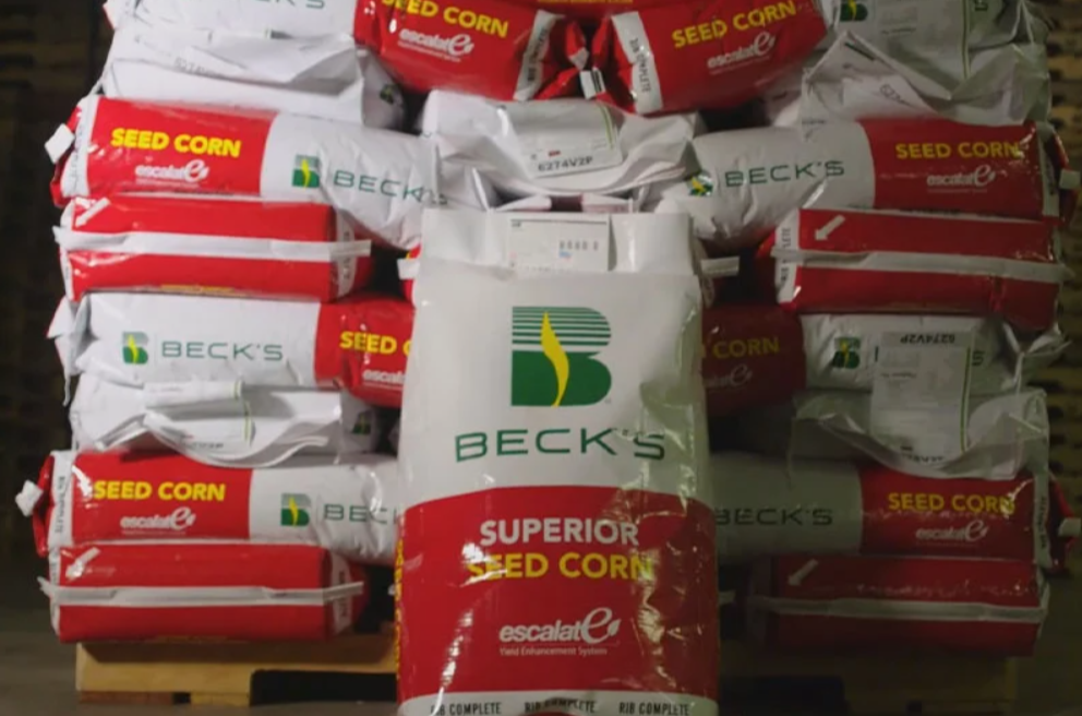Beck’s купит у Syngenta завод по производству семян кукурузы