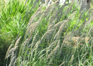 В Бразилии обнаружили сорняк, устойчивый к трем гербицидам