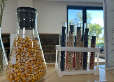 В сентябре 2025 года в Курской области появится селекционно-семеноводческий центр