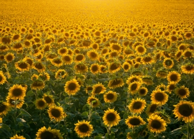 «ФосАгро-Регион» и «Агроплазма» будут продвигать гибрид подсолнечника «Сидэкс ОР»