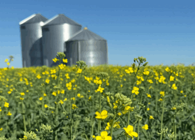 Новый гибрид рапса от BASF может расширить посевные площади в США
