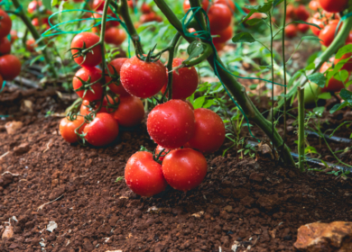 В Воскресенске появится селекционно-семеноводческий центр по промпроизводству семян