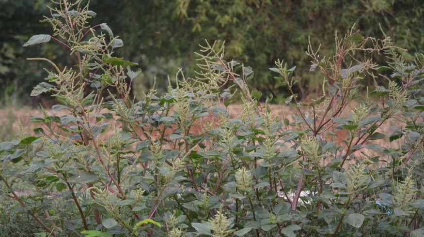 Устойчивый к гербицидам сорняк захватывает Португалию
