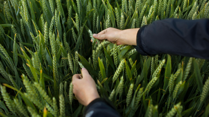 Bayer подал заявки на регистрацию Icafolin на четырех основных рынках
