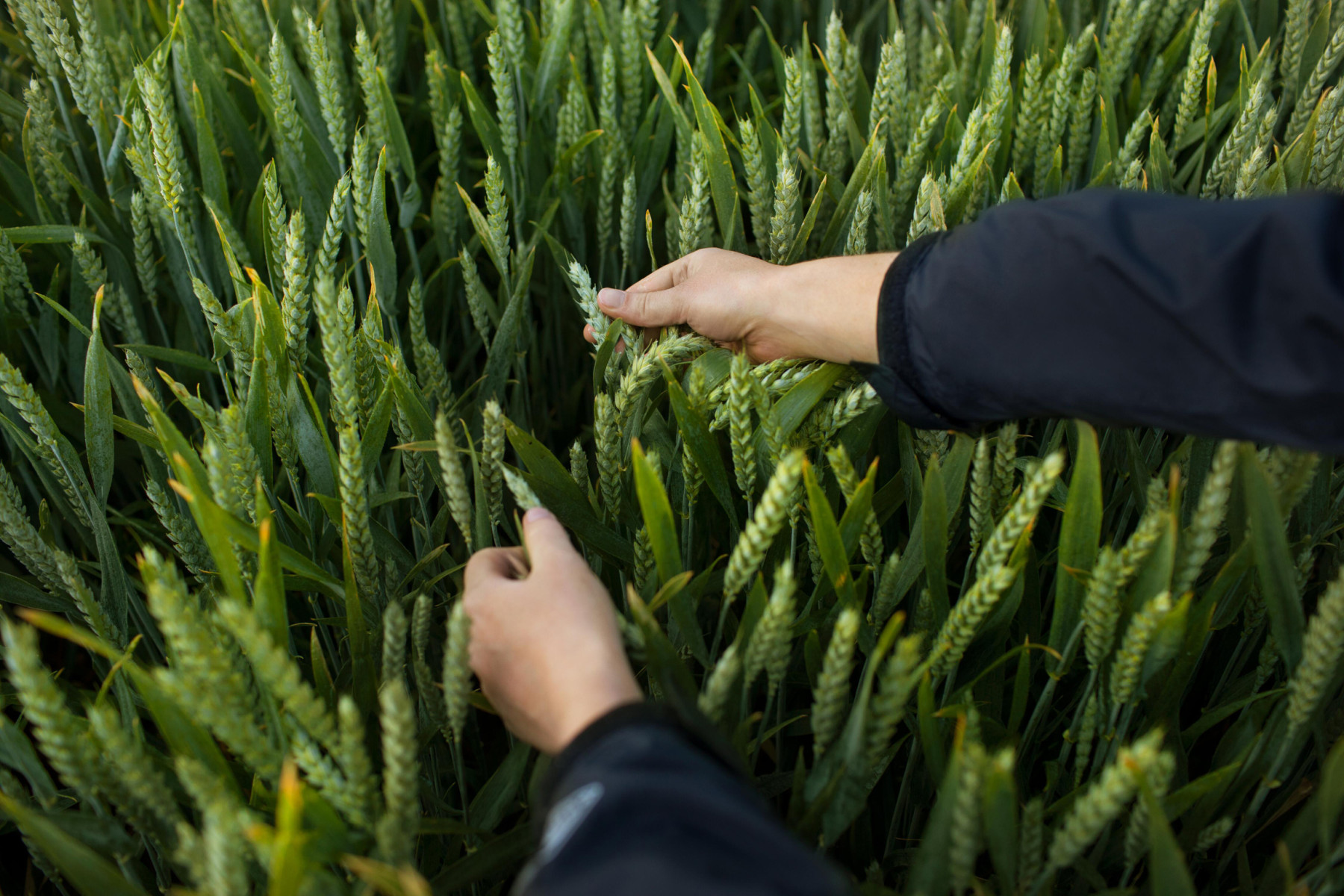 Bayer подал заявки на регистрацию Icafolin на четырех основных рынках