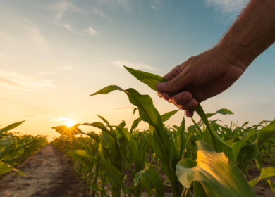 Агроном из Канады оценил влияние биопрепаратов на урожайность кукурузы