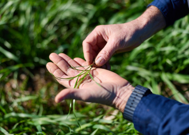Gowan объявила о сотрудничестве с Moa Technology