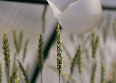 В УрФУ разработали биопрепарат для роста сельхозрастений