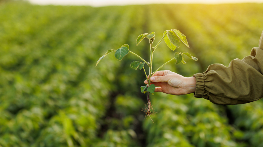 Компании Syngenta и M.S. Technologies объявили о создании нового поколения сои, устойчивой к гербицидам