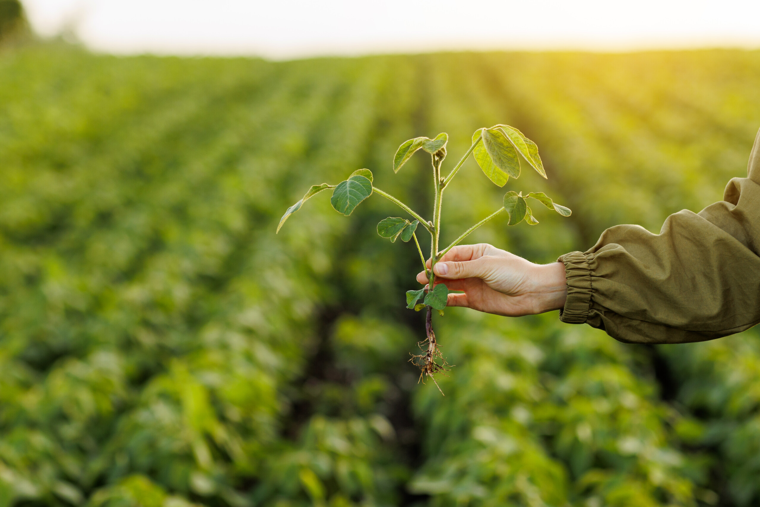 Компании Syngenta и M.S. Technologies объявили о создании нового поколения сои, устойчивой к гербицидам
