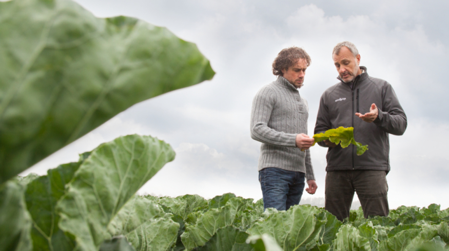 Syngenta Vegetable Seeds и Heritable Agriculture используют ИИ для определения лучших сортов овощей