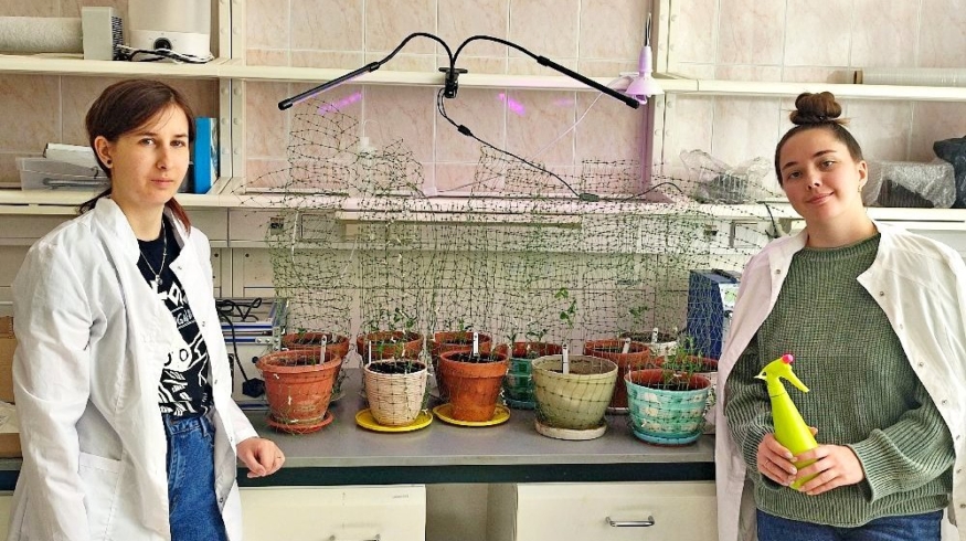 Челябинские ученые работают над созданием удобрений из наноцинка