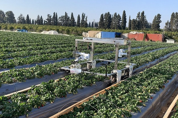 Роботизированный сборщик клубники от DailyRobotics начнет работать в Калифорнии в 2026 году