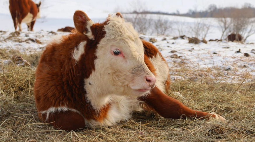 В Самарской области реализуют эффективную модель взаимодействия агропроизводства и науки