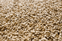 Syngenta представила в США протравитель семян CruiserMaxx Vibrance Elite