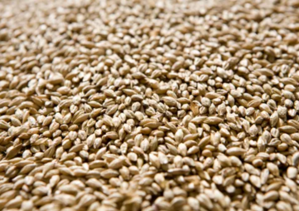 Syngenta представила в США протравитель семян CruiserMaxx Vibrance Elite