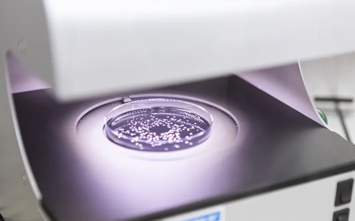 Syngenta и Amoéba выводят на рынок новые биофунгициды для защиты зерновых