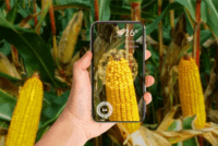 Syngenta открыла разработчикам цифровую платформу Cropwise Open Platform