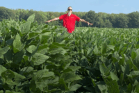 Компания Syngenta представила в США протравитель семян Victrato