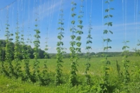 Новые схемы питания от «ЕвроХима» повысили урожайность хмеля на 56%