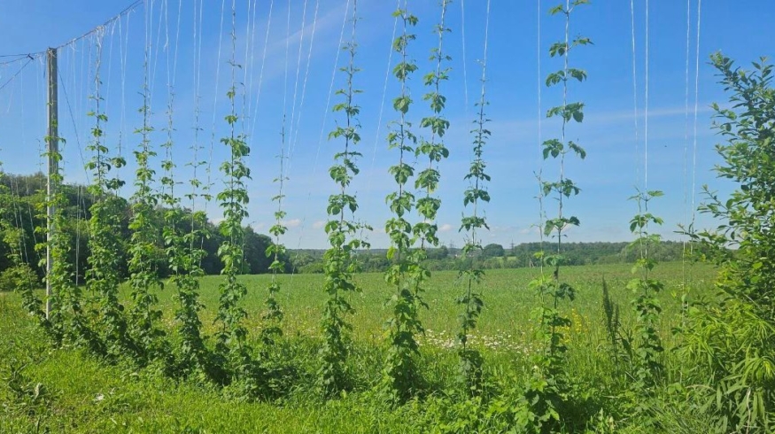 Новые схемы питания от «ЕвроХима» повысили урожайность хмеля на 56%