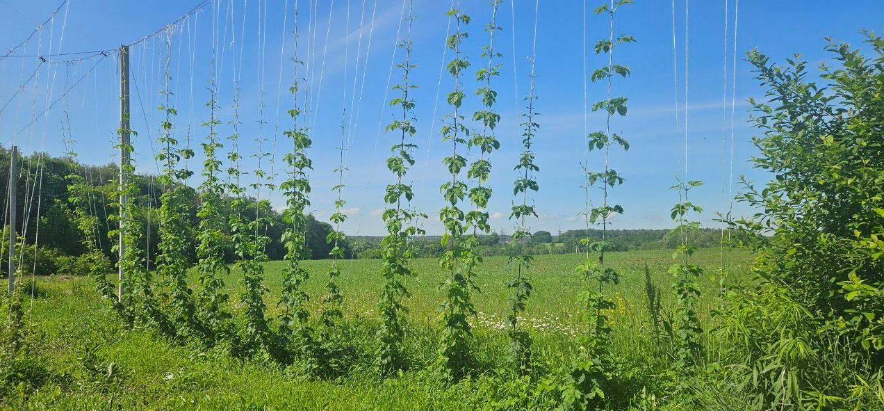 Новые схемы питания от «ЕвроХима» повысили урожайность хмеля на 56%