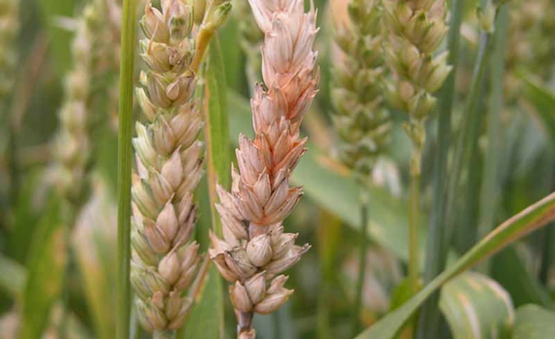 Кубанские ученые первыми в мире разработали биопрепарат против фузариоза