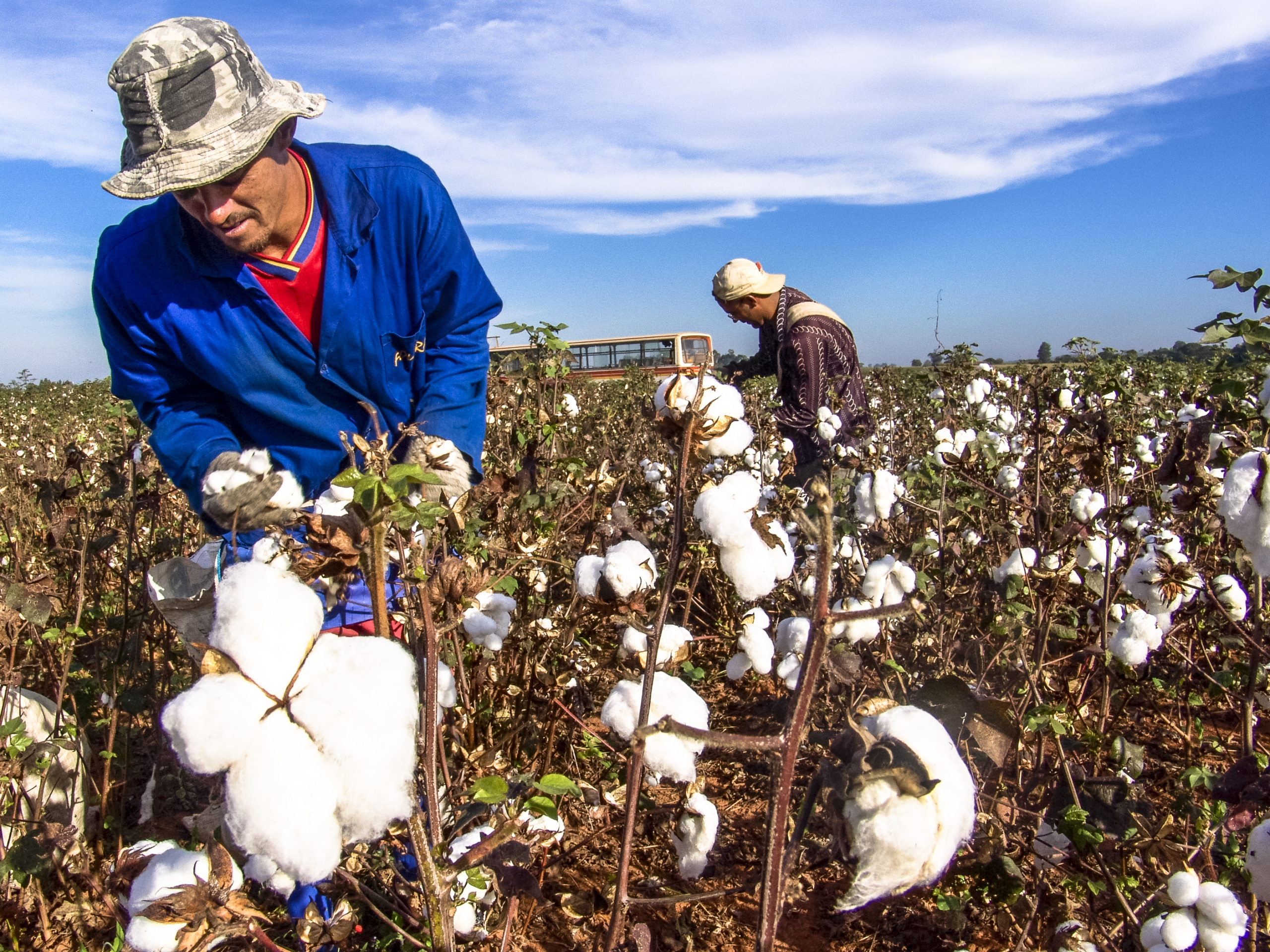 Syngenta и Provivi запускают на бразильском рынке новое биологическое решение для борьбы с травяной совкой