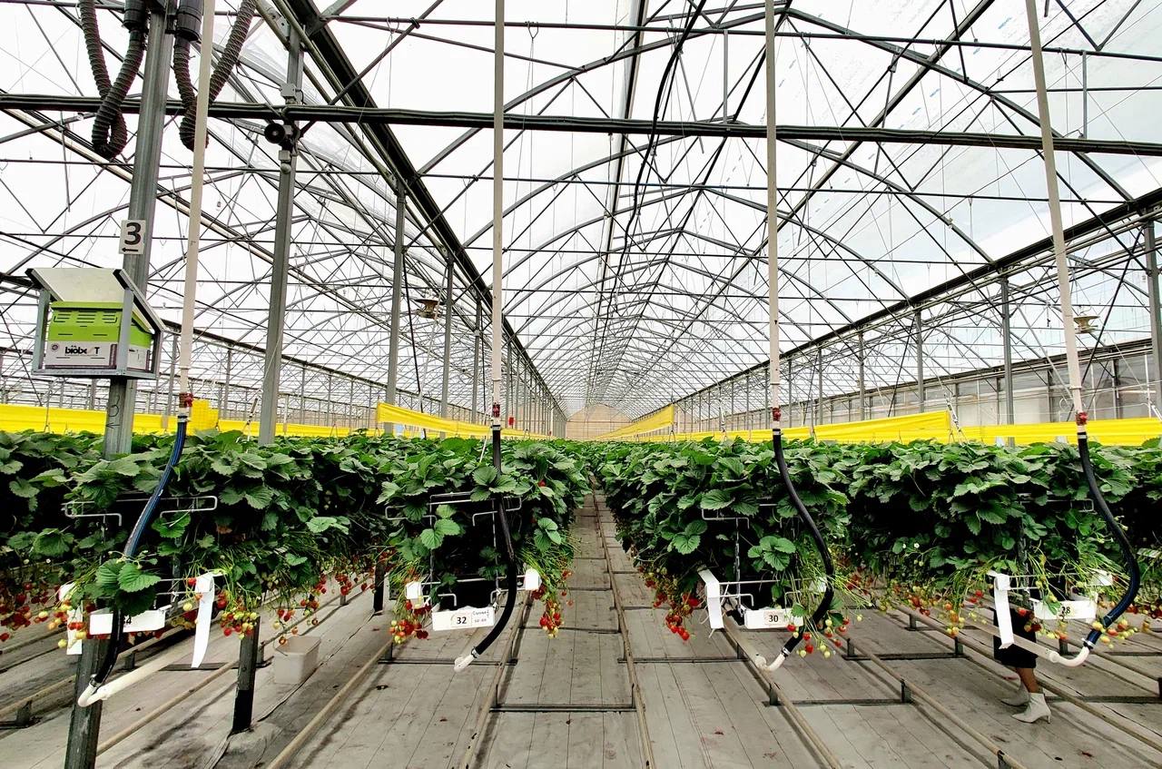 Совместный проект Минсельхоза РФ и «Газпрома» позволит аграриям снизить себестоимость продукции