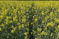 «ЕвроХим» и Ledea провели полевые испытания в Воронежской области