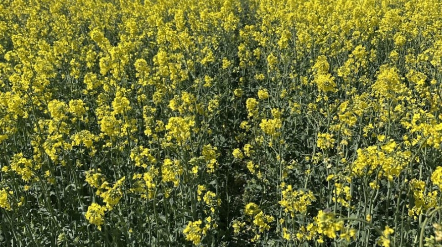 «ЕвроХим» и Ledea провели полевые испытания в Воронежской области