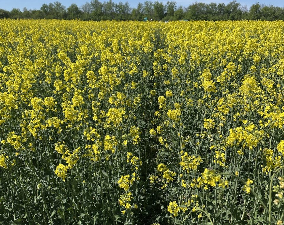 «ЕвроХим» и Ledea провели полевые испытания в Воронежской области