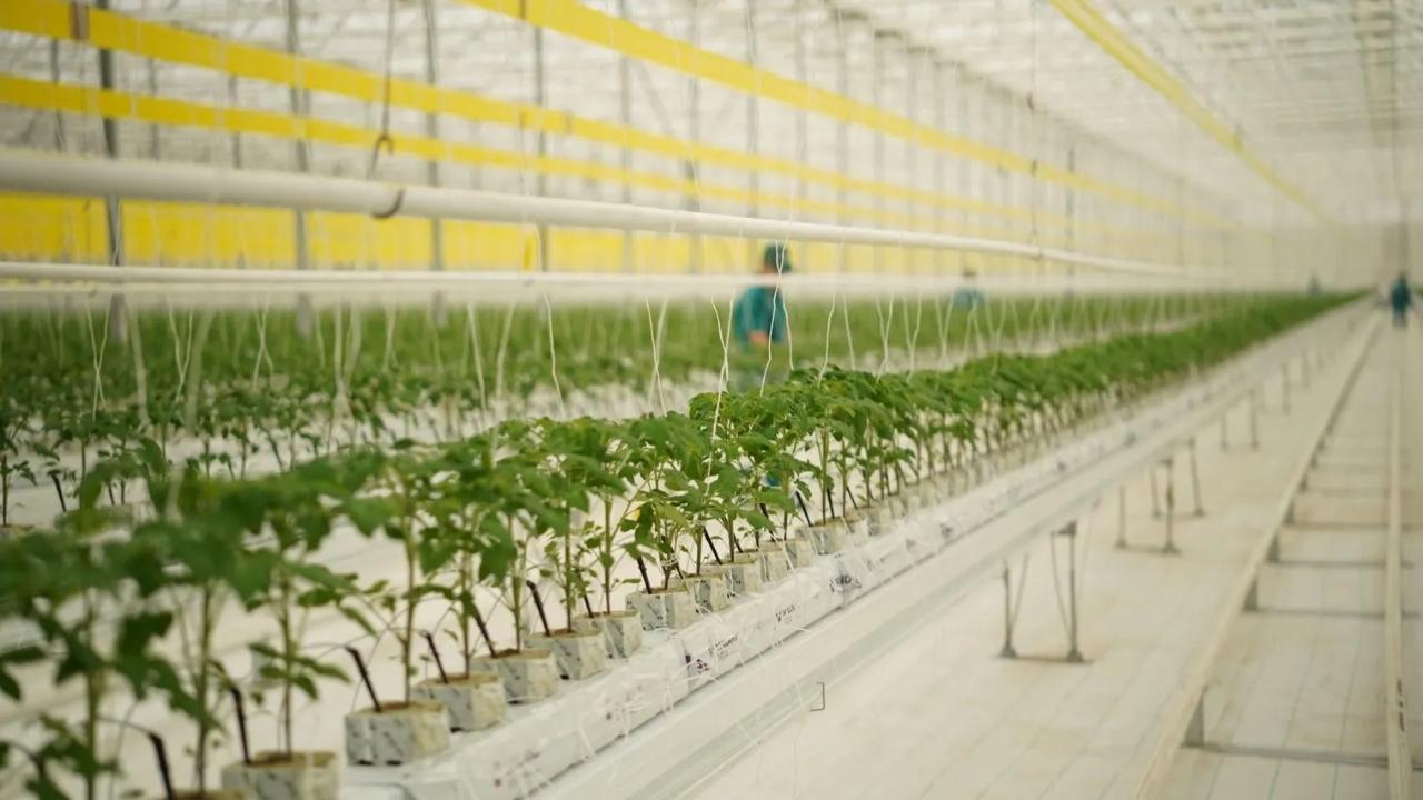 В Казахстане запустили тепличный комплекс мощностью 27 тыс. тонн овощной продукции